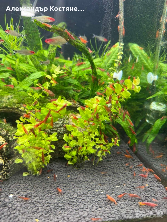 Сладководни скариди Red Cherry - червени, снимка 1