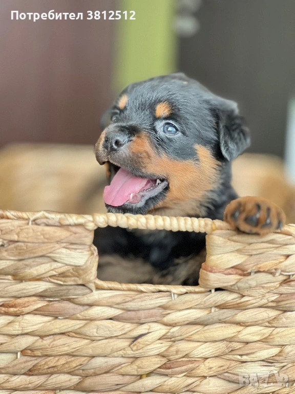 Малки от развъдник Vom house Rilci , снимка 1