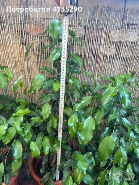 Бенджамин, Драцена Маргината, Трахикарпус и финикова палма, снимка 1