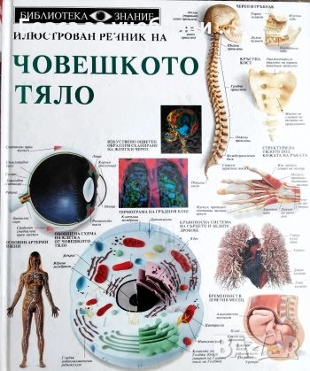 Илюстрован речник на човешкото тяло, снимка 1
