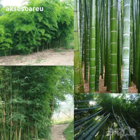 100 качествени Семена от градински горски гигантски бамбук Moso Bambo декоративни растения за дома, снимка 11 - Сортови семена и луковици - 50334620