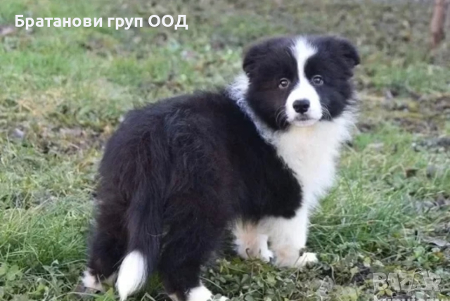 Бордар коли