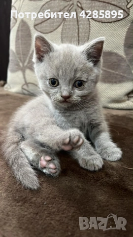 Британска късокосместа, снимка 2 - Британска късокосместа - 53443675