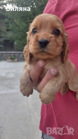 кокер шпаньол