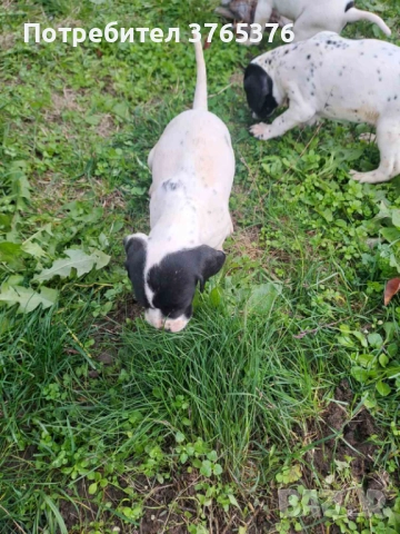 Английски пойнтер, снимка 2 - Пойнтер - 52475317