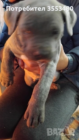 продавам Кане Корсо чистокръвни, снимка 6 - Кане корсо - 53611607