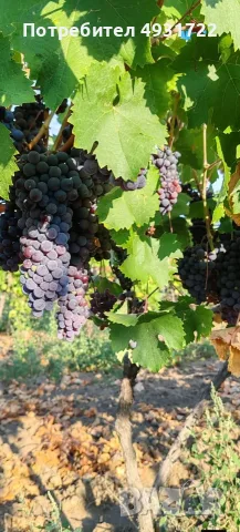 Предлагам грозде, снимка 4 - Домашни продукти - 55834917