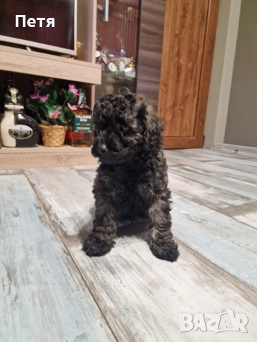 Пудел мини момче, снимка 12 - Пудели - 52651544