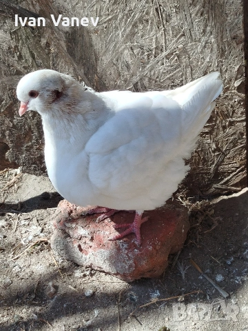 кинг, снимка 3 - Гълъби - 53845681