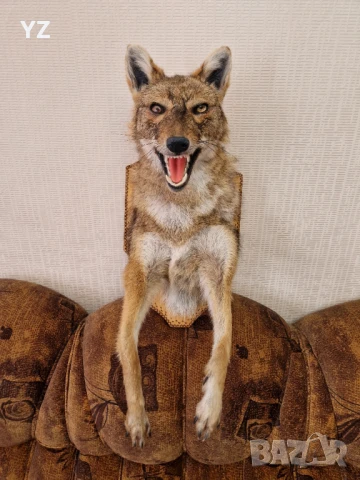 Препариран чакал