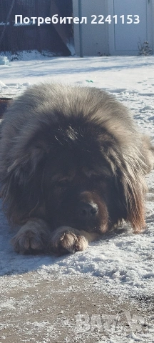 Кавказка овчарка , снимка 2 - Кавказка овчарка - 53381719
