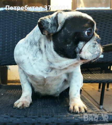 френски булдог 