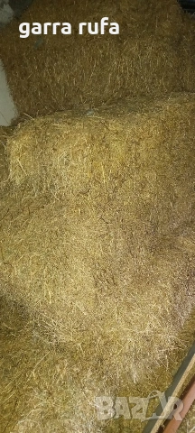 Бали люцерна л, снимка 2 - За селскостопански - 53766649