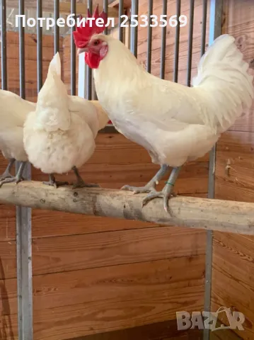 Разплодни яйца от бяло брезе оплодени за люпене, снимка 1