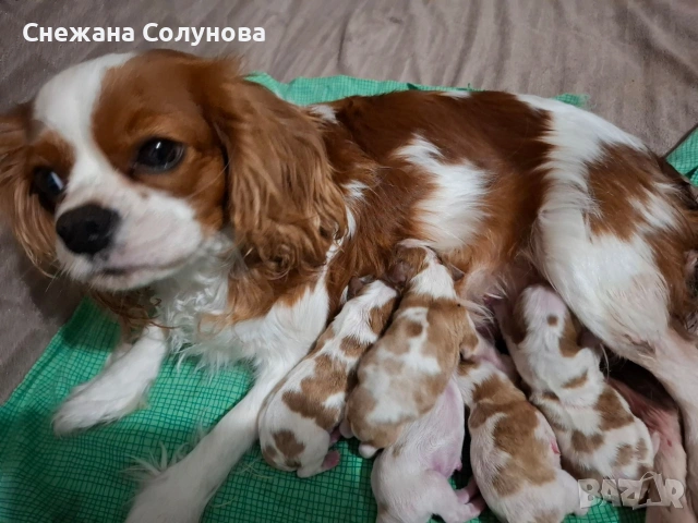 Продавам кучета порода, Кавалер Кинг Чарлсшпаньол. С паспорт и имунизаций. на два месеца са!, снимка 4 - За кучета - 53411631