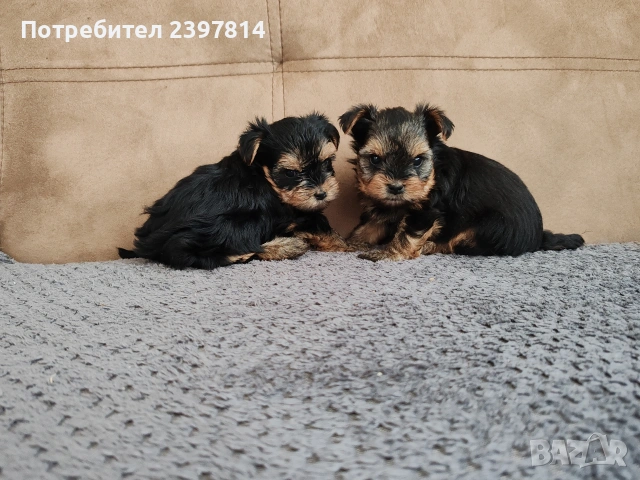 Йоркширски териер - женски , снимка 8 - Йоркширски териер - 53610267