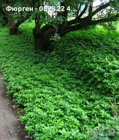 Pachysandra terminalis - Пахисандра, снимка 3 - Градински цветя и растения - 39106362
