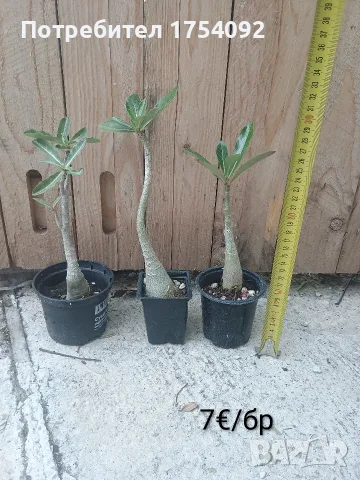 Adenium Obesum - пустинна роза , снимка 2 - Стайни растения - 55887195