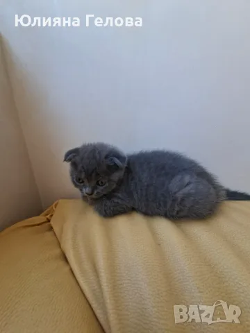 Шотландска клепоуха котка, снимка 4 - Други - 55953270