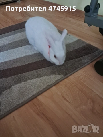 Подарявам декоративно зайче , снимка 12 - Декоративни зайчета - 53586707