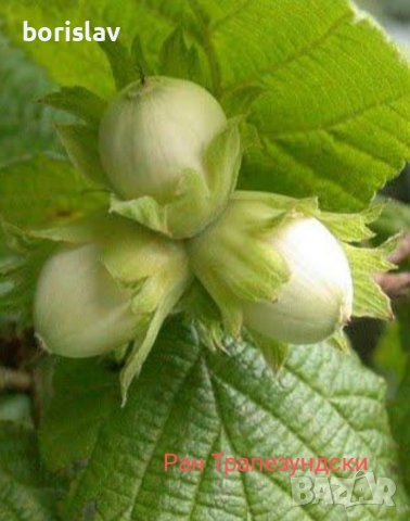 Лешници - Тонда джентиле, Ран трапезундски, Римски и Тонда ди джифони, снимка 5 - Разсади - 42337007