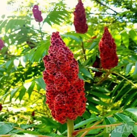 Рустифина, снимка 3 - Разсади - 49037301