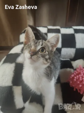 Подарявам малко коте