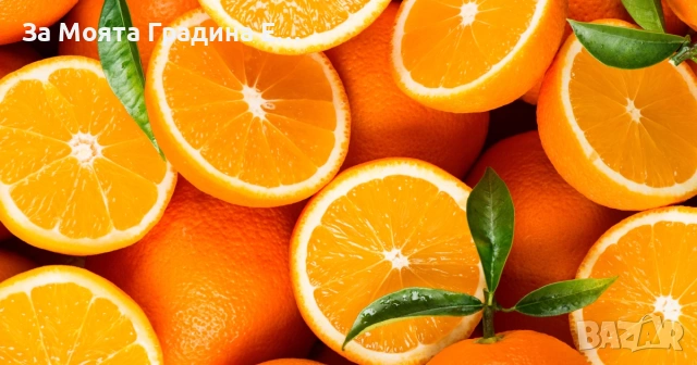 Портокал - Облагороден! , снимка 5 - Градински цветя и растения - 53623132