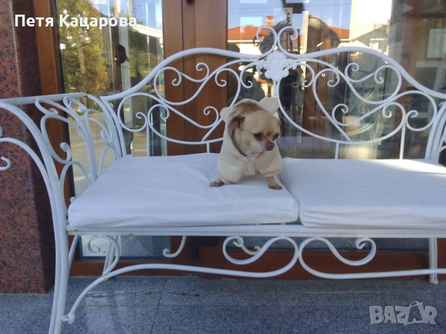 Чихуахуа кученце, снимка 3 - Чихуахуа - 52915316