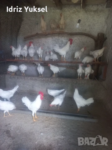 Яйца от легхорн, снимка 9 - други­ - 50812431