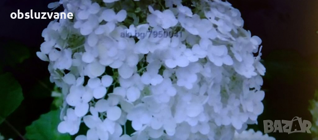 Резници, БЯЛА хортензия 💥, снимка 1 - Градински цветя и растения - 36286118