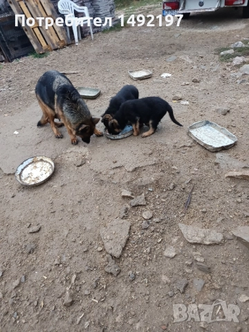 елитни малки немски овчарки , снимка 8 - Немска овчарка - 49776336