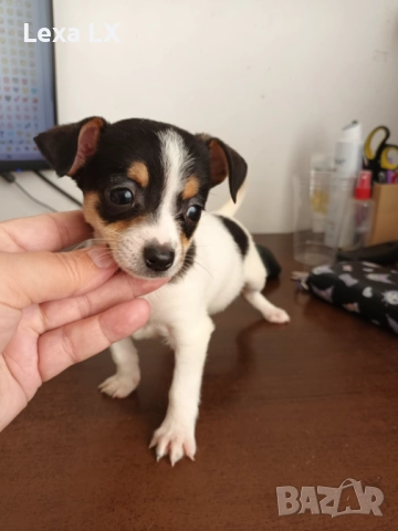 кученца кръстоста мини пинчер/чихуахуа