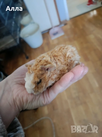 Има в наличност малки морски свинчета 