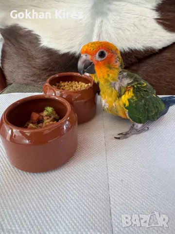 Папагали Слънчева Аратинга, снимка 10 - Папагали - 49701160