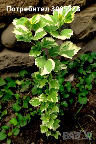 🌿🌿🌿  Дървовиден градински хибискус вариегатен hibiscus variegata 🌿🌿🌿 , снимка 2 - Градински цветя и растения - 41880811