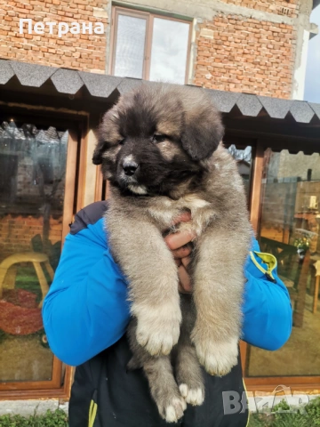 Кавказка овчарка, снимка 6 - Кавказка овчарка - 52890353