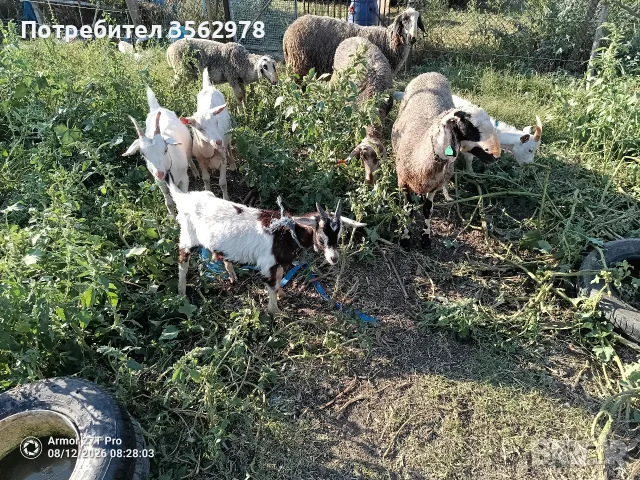 Агнета, шилета,ярета , снимка 5 - Кози - 55123718