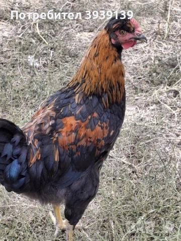 продавам петли , снимка 2 - Кокошки и пуйки - 51807625