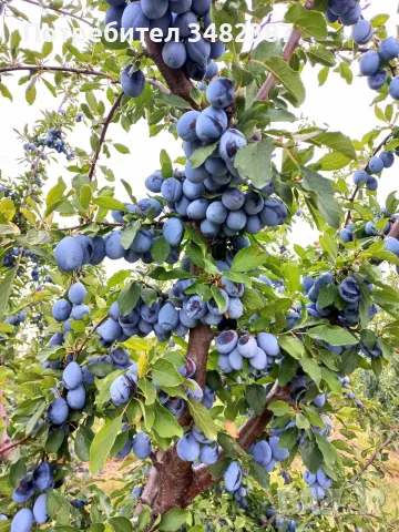 Сини сливи за ракия , снимка 5 - Домашни продукти - 55768738