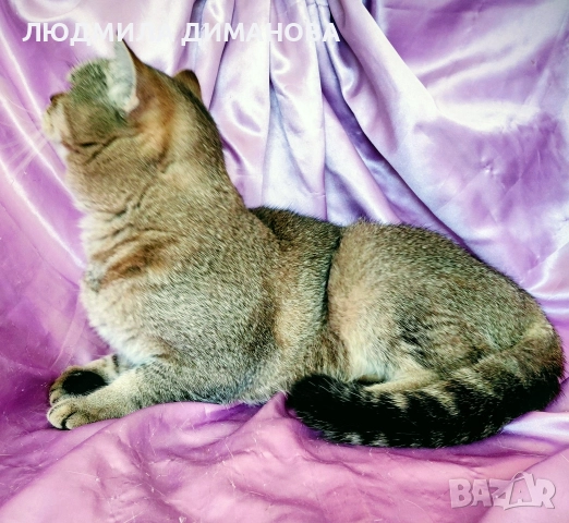 Шотландско мъжко с родословие , снимка 5 - Британска късокосместа - 52998142