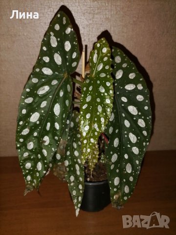 Бегония Макулата/Begonia Maculata Wightii/, снимка 1