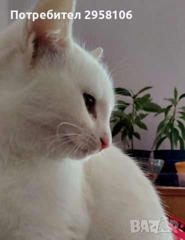 коте, снежно бяло момче, 8 мес., снимка 2 - Британска късокосместа - 51471264