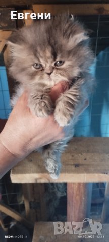 Персийски котета, снимка 8 - Персийска - 42498811
