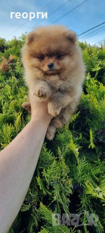 Померан померанче, снимка 3 - Померан - 41146198
