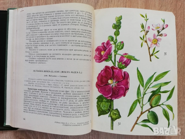 Нашите лекарствени растения, част 1, Нено Стоянов, снимка 4 - Специализирана литература - 52270228