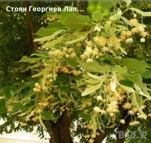 дръвчета липа дребнолистна