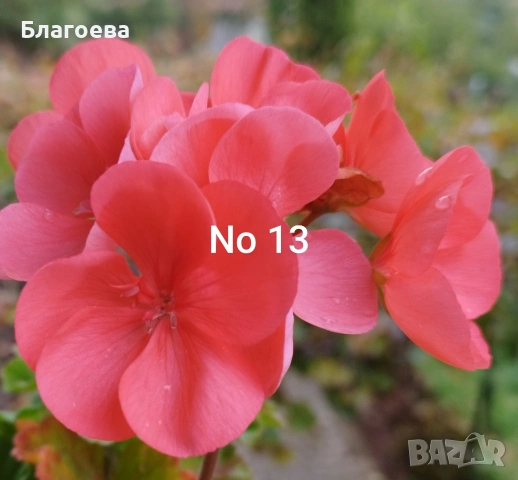 Мушкато оранжево 