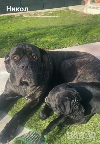 Кане корсо , снимка 4 - Други - 53121646