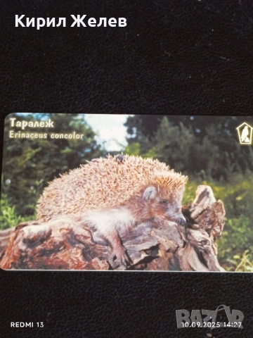 Три фонокарти тема ЖИВОТНИ ТАРАЛЕЖ, БУХАЛ,ЖАБА за КОЛЕКЦИЯ 42295, снимка 6 - Колекции - 51666463